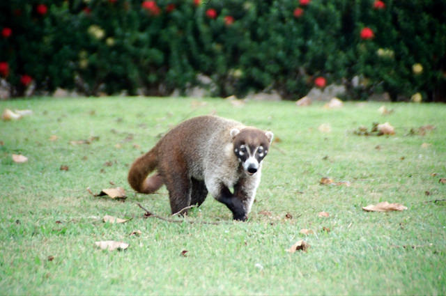 00860 n 16ajptvtbh1447