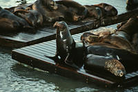 00775 n 16ajptvtbh1362