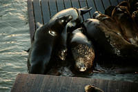 00781 n 16ajptvtbh1368