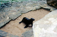 01153 p 16ajptvtbh0139